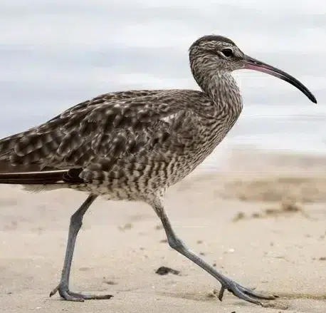 camping parfum d ete alentours réserve naturel de la baie de l aiguillon