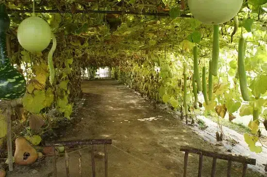 blog Potager extraordinaire