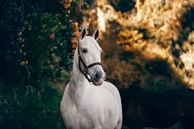 blog haras de vendee