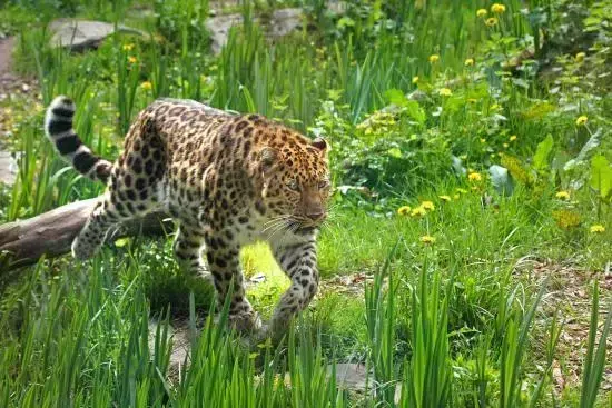 blog zoo des sables